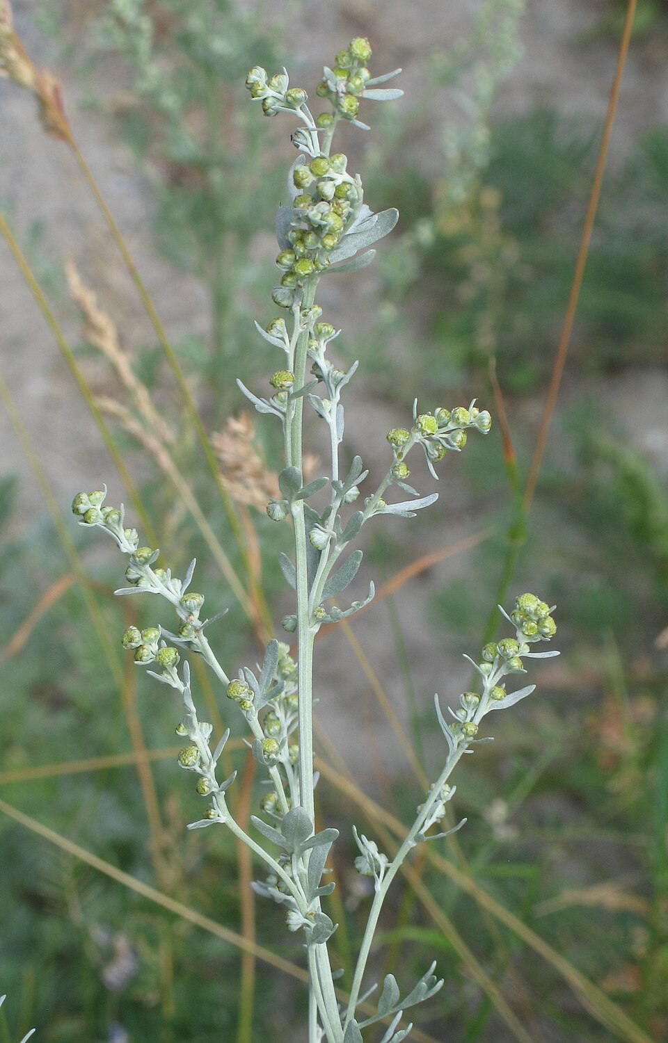 Absinthe Wormwood (Artemisia absinthium): Comprehensive Cultivation, Processing, and Use Guide