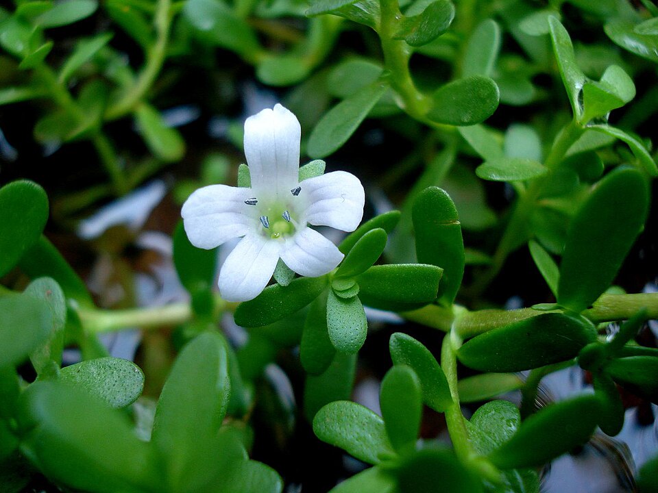 Bacopa Monnieri (Water Hyssop, Brahmi): Comprehensive Cultivation, Processing, and Use Guide