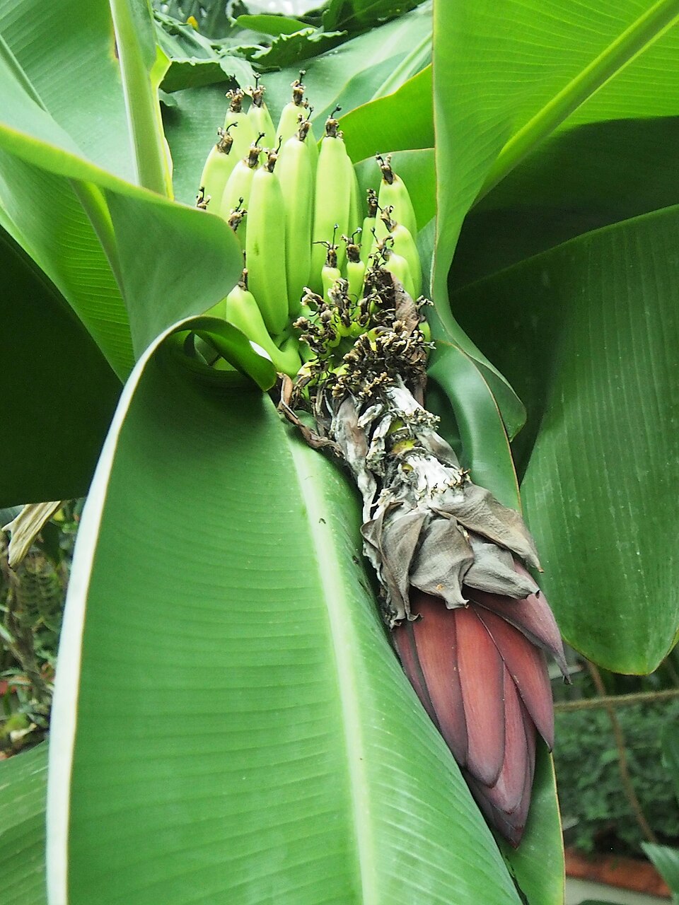 Blue Java Banana (Musa × paradisiaca ‘Blue Java’): Comprehensive Cultivation, Processing, and Use Guide