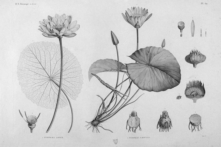 Blue Lotus in Ancient Egypt: Sacred Flower of the Nile