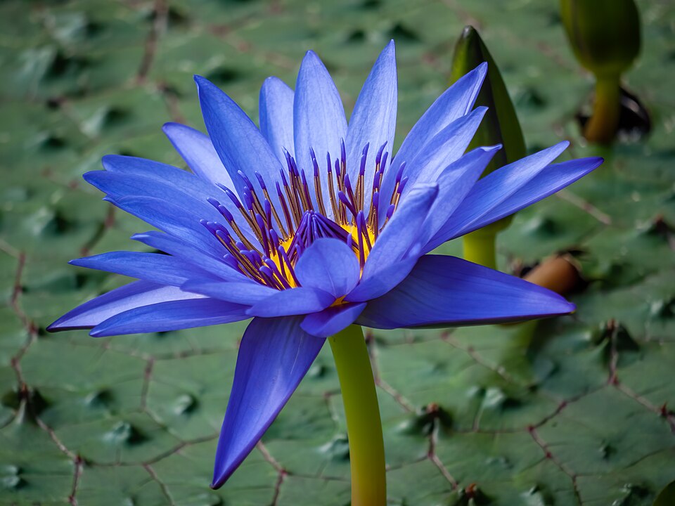 Apomorphine and Nuciferine: The Active Compounds in Blue Lotus