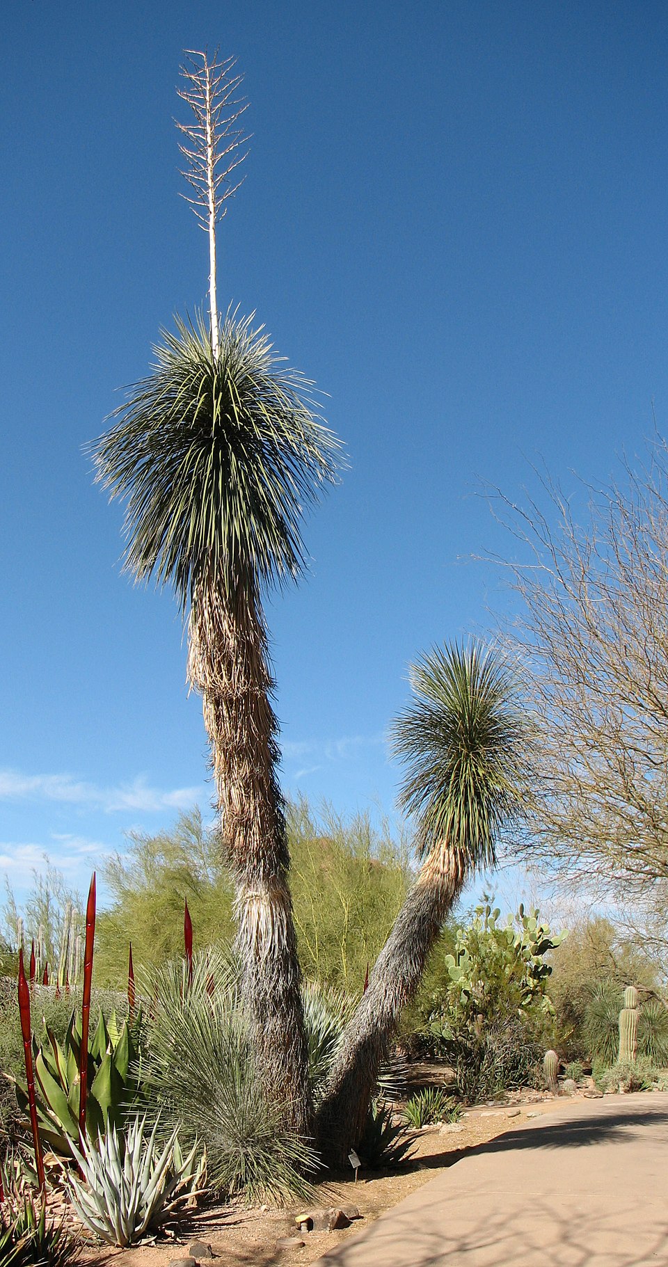 Davis Mountains Yucca (Yucca pallida): Comprehensive Cultivation, Processing, and Surfactant-Use Guide