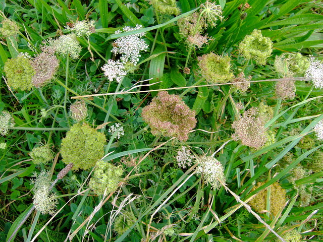 Deep Purple Carrot (Daucus carota subsp. sativus, Anthocyanin-Rich Landraces): Comprehensive Cultivation, Processing, and Use Guide
