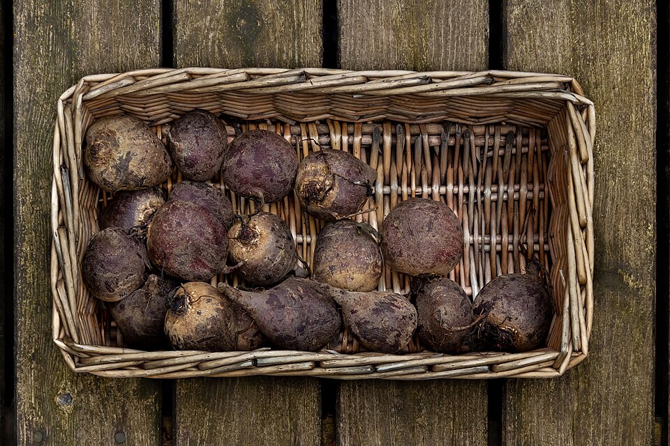 Detroit Red Beet (Beta vulgaris ‘Detroit Dark Red’): Comprehensive Cultivation, Processing, and Use Guide