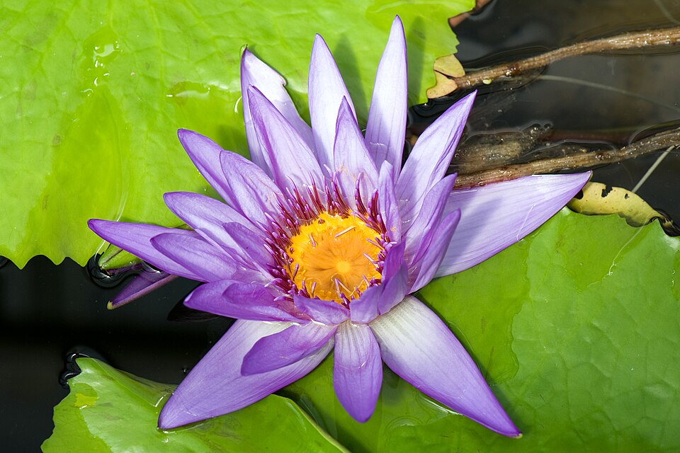 Egyptian Blue Lotus (Nymphaea caerulea): Comprehensive Cultivation, Processing, and Use Guide