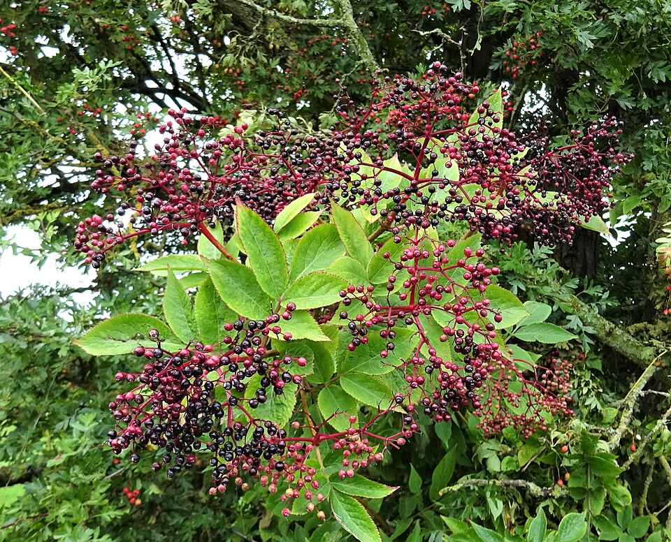 Elderberry (Sambucus nigra, S. canadensis): Comprehensive Cultivation, Processing, and Use Guide
