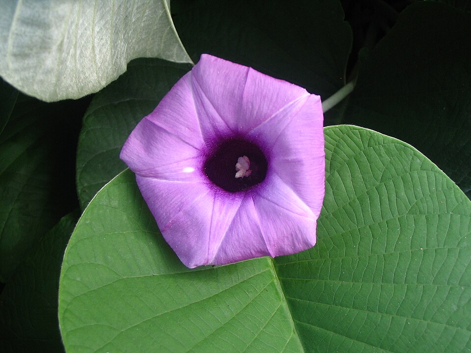 Hawaiian Baby Woodrose (Argyreia nervosa): Comprehensive Cultivation, History, and Use Guide