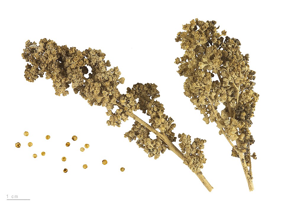 Heirloom Quinoa (Chenopodium quinoa, Traditional Landrace Varieties): Comprehensive Cultivation, Processing, and Use Guide