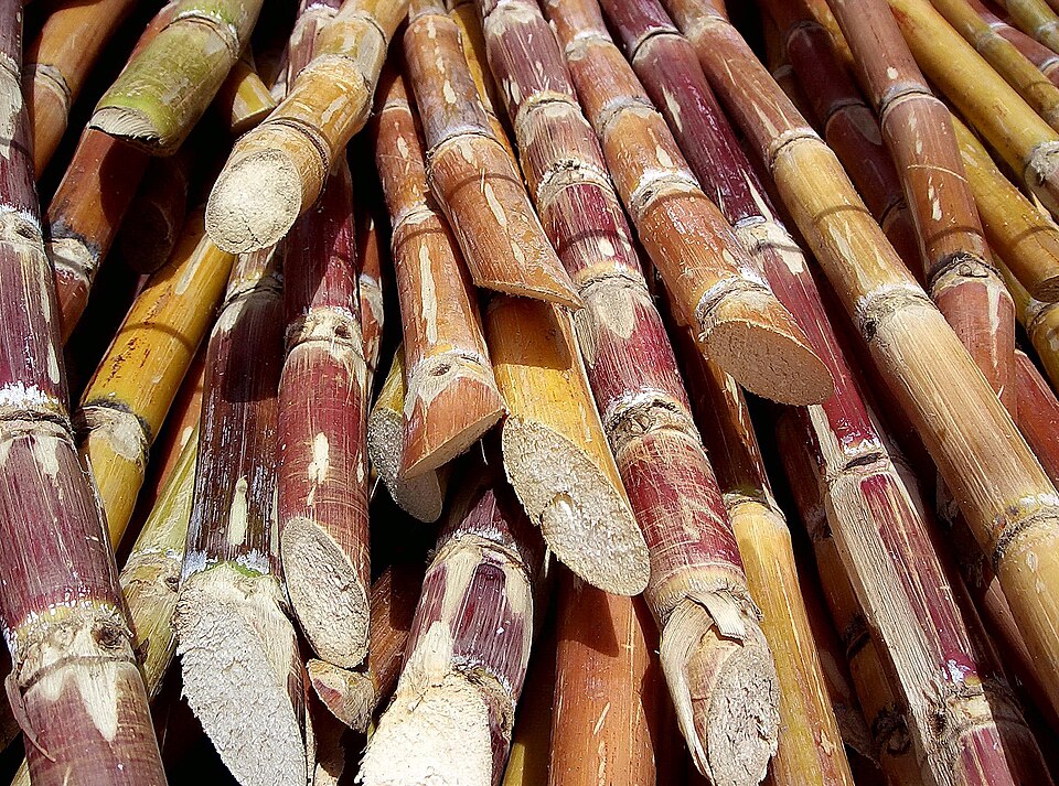 Heirloom Giant Sugarcane (Saccharum officinarum & Traditional Landrace Hybrids): Comprehensive Cultivation, Processing, and Use Guide