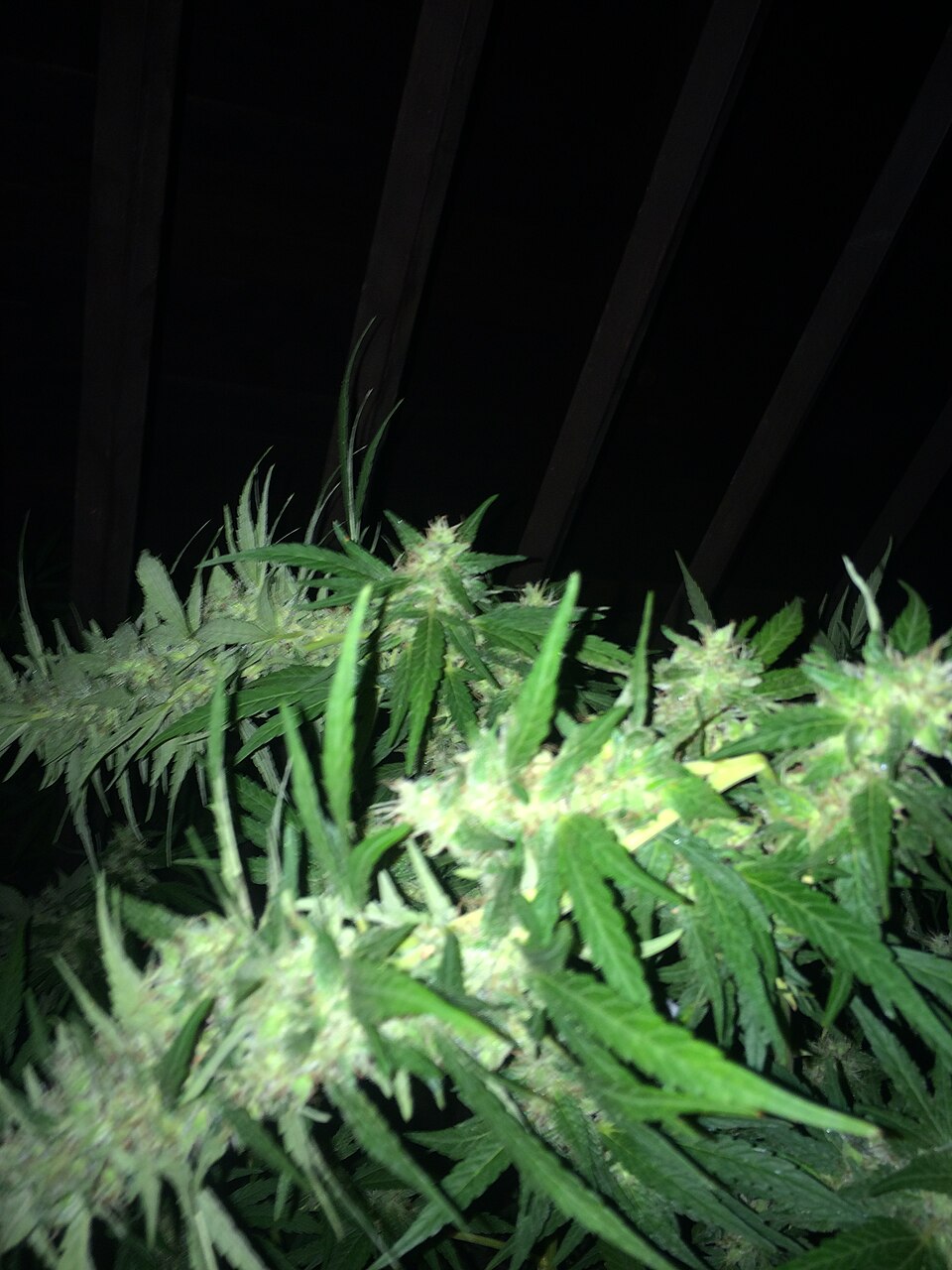 High-THC Cannabis (Cannabis sativa L., High-Δ9-THC Chemotypes): Research-Focused Overview, Uses, and Safety Context