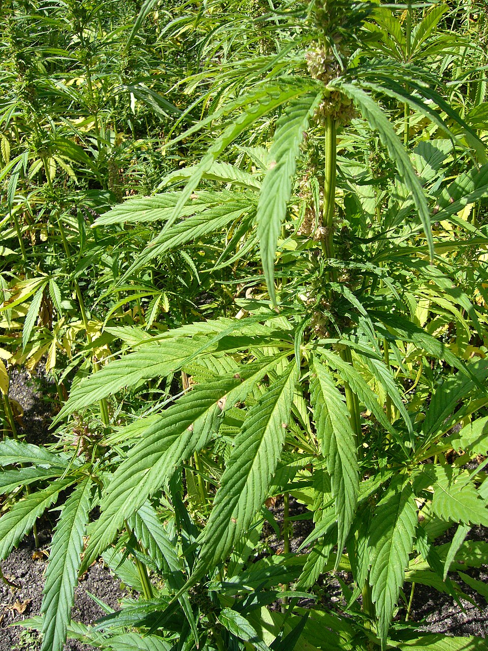 Industrial Hemp (Cannabis sativa L., Fiber- and Seed-Focused Chemotypes): Comprehensive Cultivation, Processing, and Physical-Use Guide