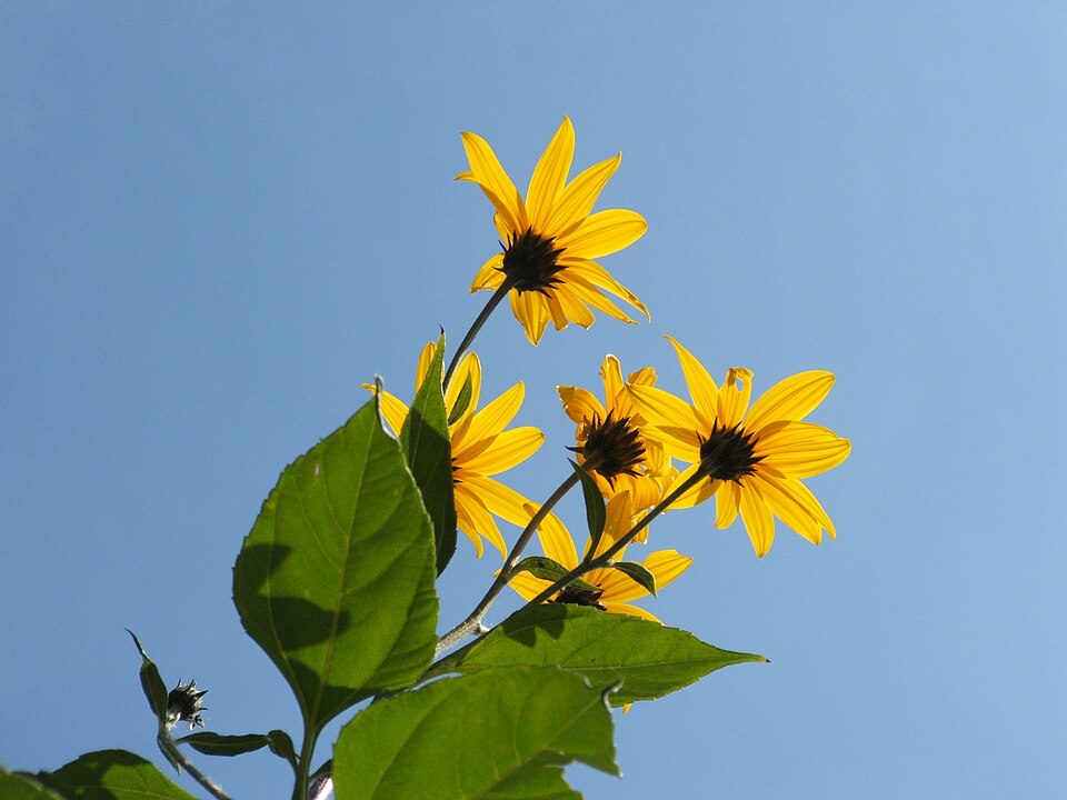 Jerusalem Artichoke (Helianthus tuberosus): Comprehensive Cultivation, Processing, and Use Guide