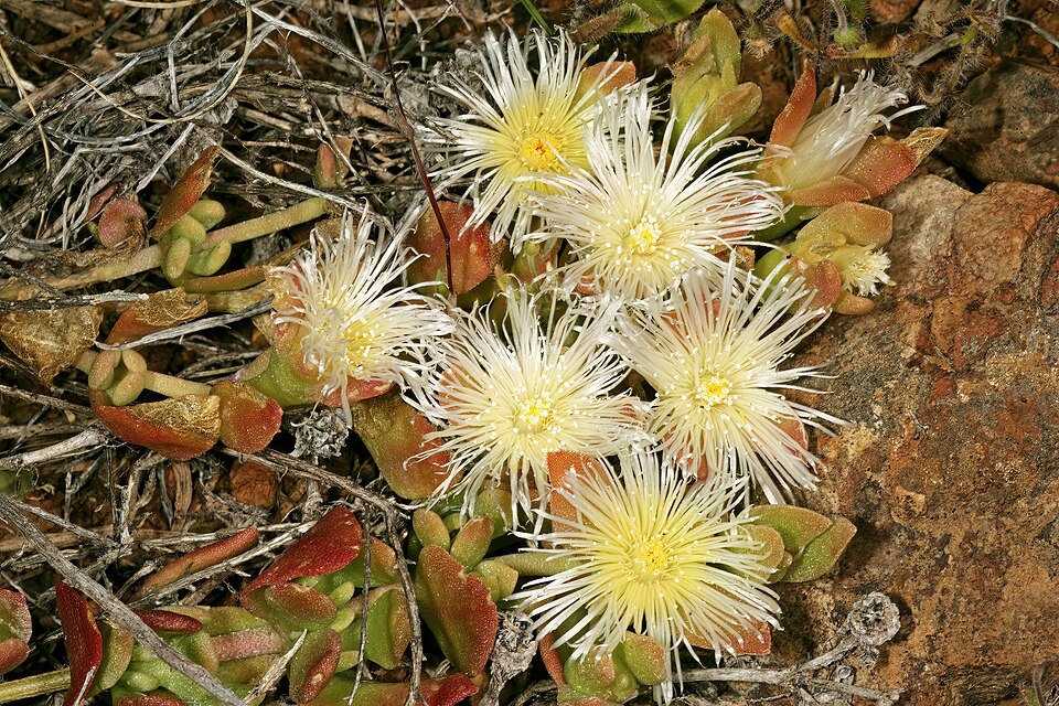 Kanna (Sceletium tortuosum): Comprehensive Cultivation, Processing, and Use Guide