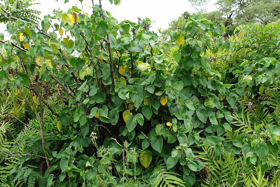 Kava (Piper methysticum): Comprehensive Cultivation, Processing, and Use Guide