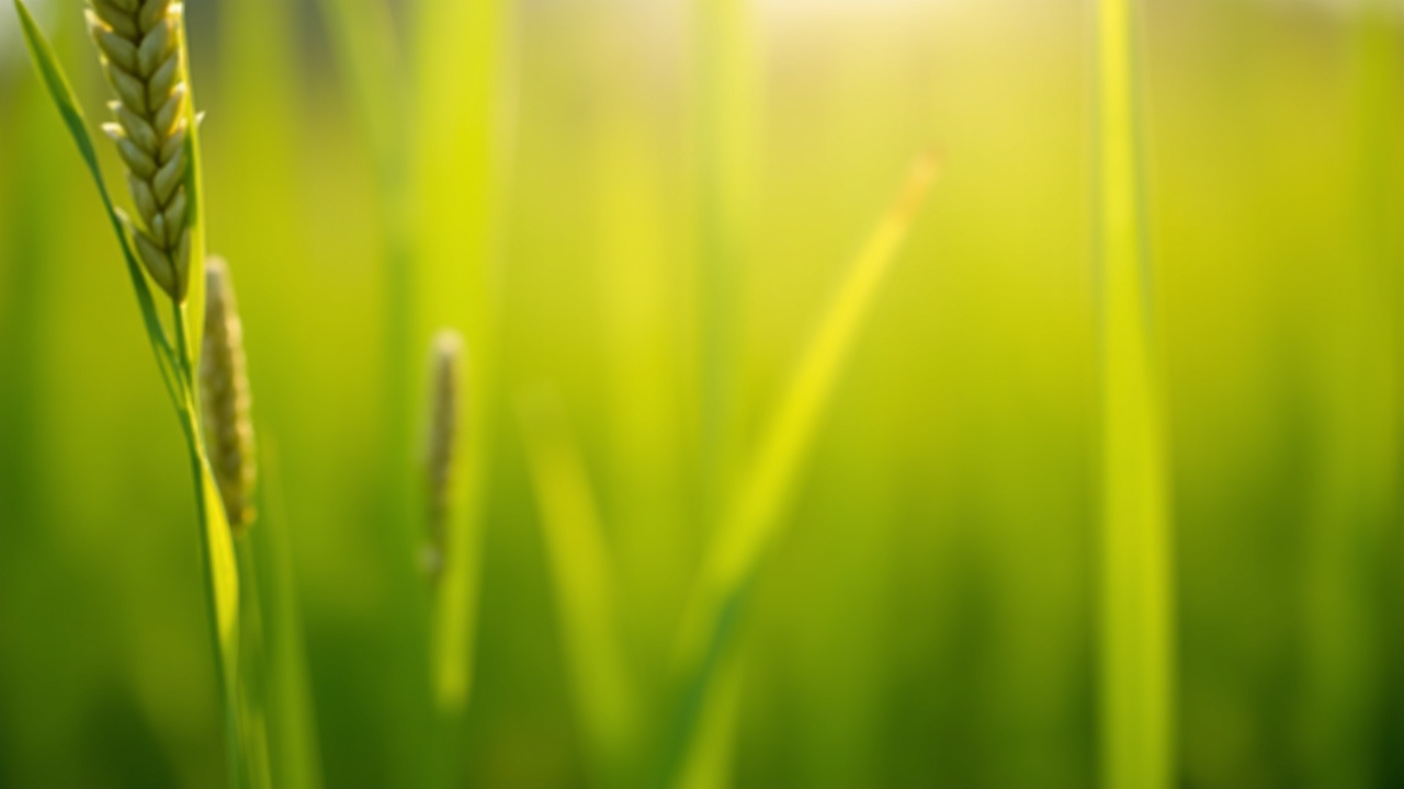 Lemongrass (Cymbopogon citratus): Tropical Flavor, Mosquito Repellent, and the Easiest Ornamental Grass You’ll Ever Grow