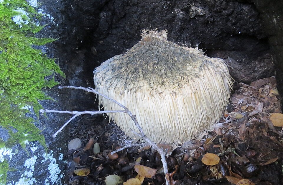 Lion’s Mane Mushroom (Hericium erinaceus): Comprehensive Cultivation, Processing, and Use Guide