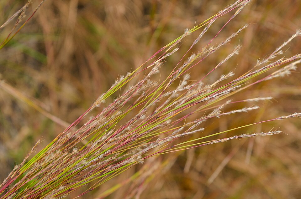Little Bluestem (Schizachyrium scoparium): Comprehensive Cultivation, Forage, and Regenerative Land-Use Guide