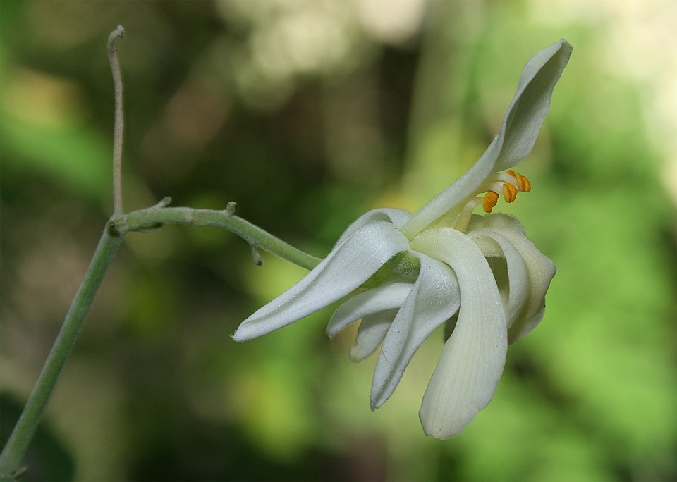 Moringa (Moringa oleifera): Comprehensive Cultivation, Processing, and Use Guide