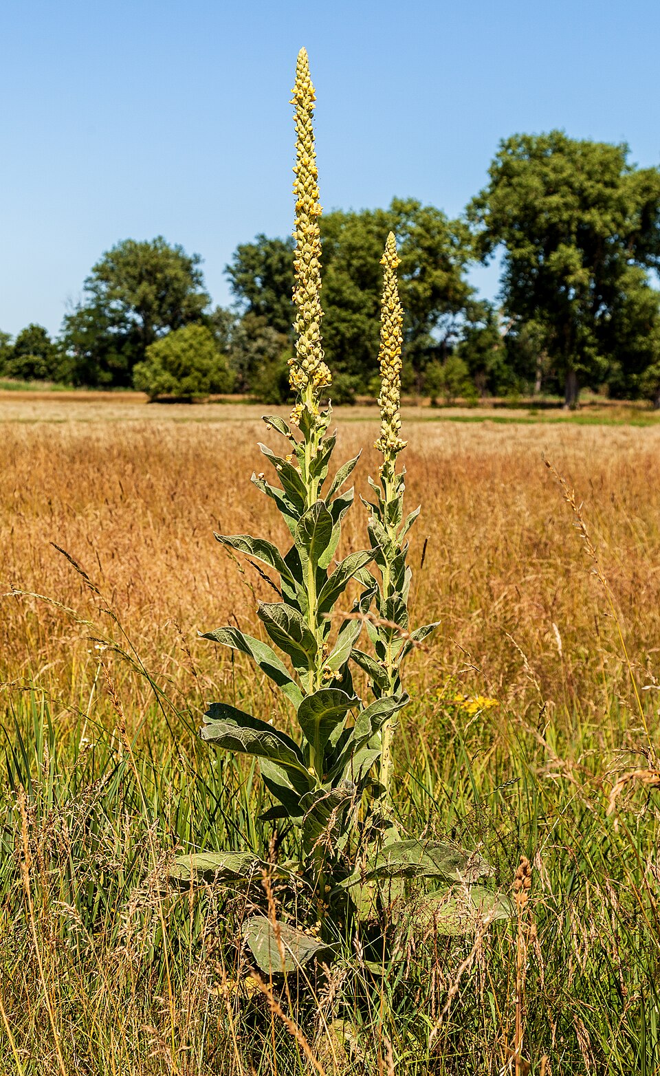 Mullein (Verbascum thapsus): Comprehensive Cultivation, Processing, and Use Guide