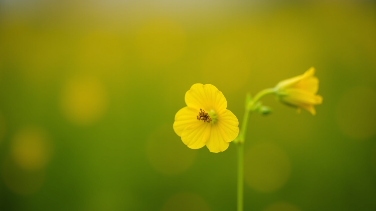 Nicotiana Rustica (Mapacho): The Ancient Ceremonial Tobacco That Predates Columbus by Millennia