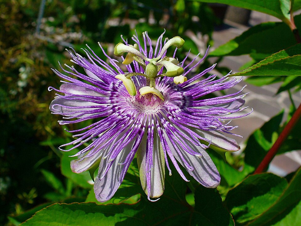 Passionflower & Passionfruit (Passiflora edulis, P. incarnata): Comprehensive Cultivation, Processing, and Use Guide