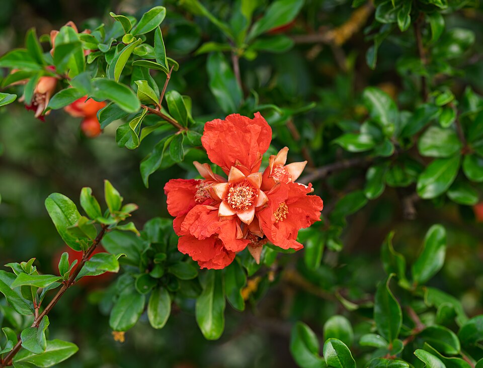 Pomegranate: Advanced Cultivation, Processing, and Use Guide