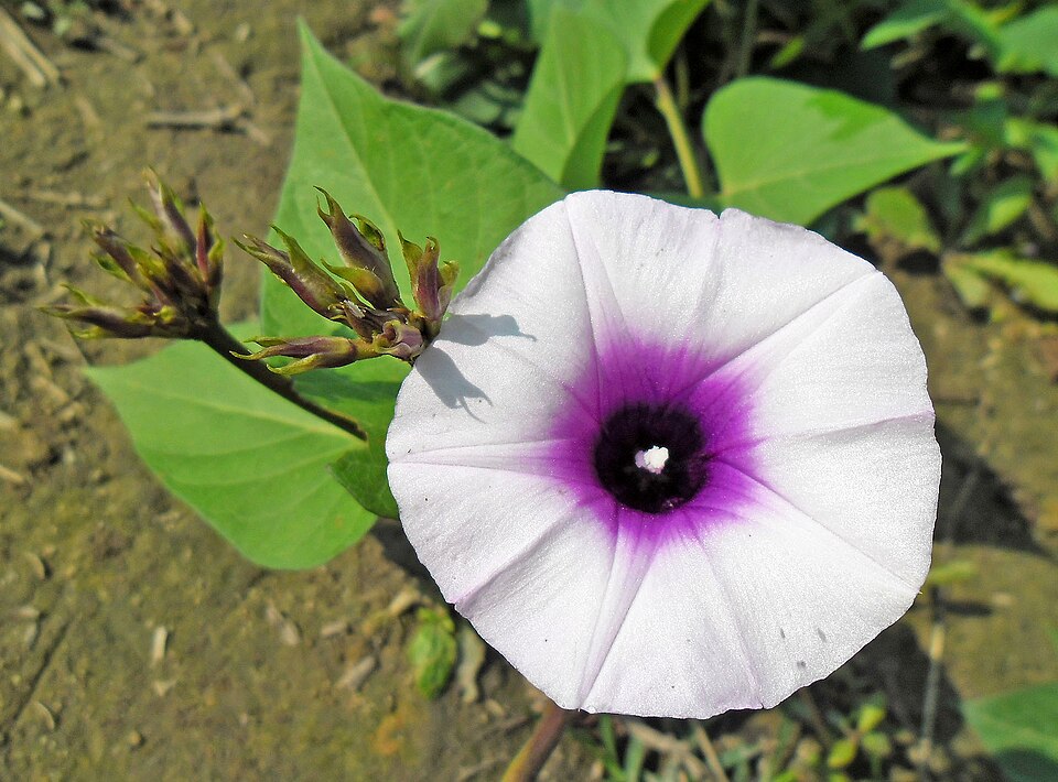 Purple Sweet Potato (Ipomoea batatas, Purple-Fleshed Cultivars): Comprehensive Cultivation, Processing, and Use Guide