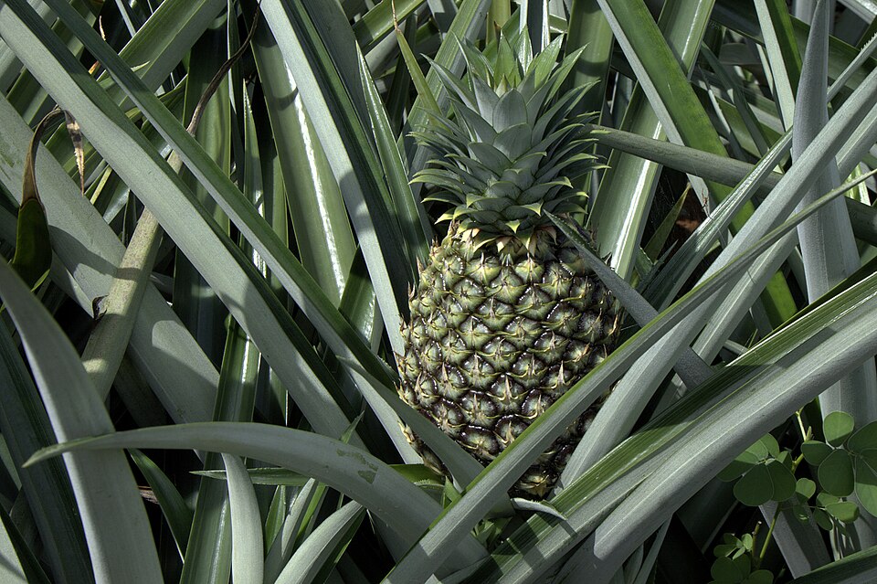 Pineapple (Ananas comosus var. Spanish Group): Comprehensive Cultivation, Processing, and Use Guide