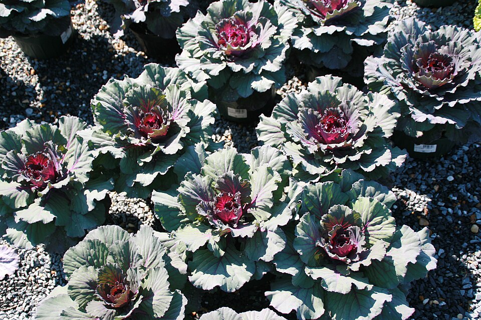 Redbor Kale (Brassica oleracea var. acephala ‘Redbor’): Comprehensive Cultivation, Processing, and Use Guide