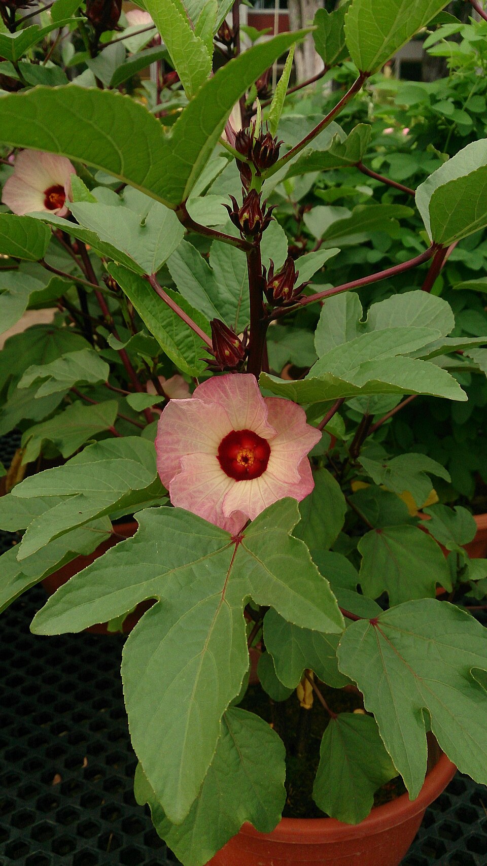 Roselle Hibiscus (Hibiscus sabdariffa): Comprehensive Cultivation, Processing, and Use Guide
