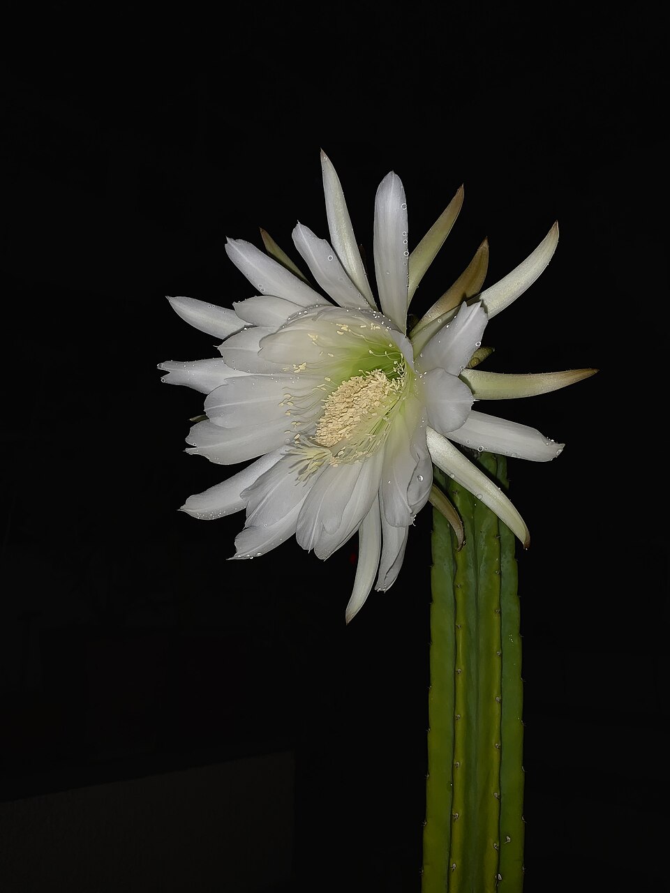 San Pedro Cactus (Echinopsis pachanoi / Trichocereus pachanoi): Comprehensive Cultivation, History, and Use Guide