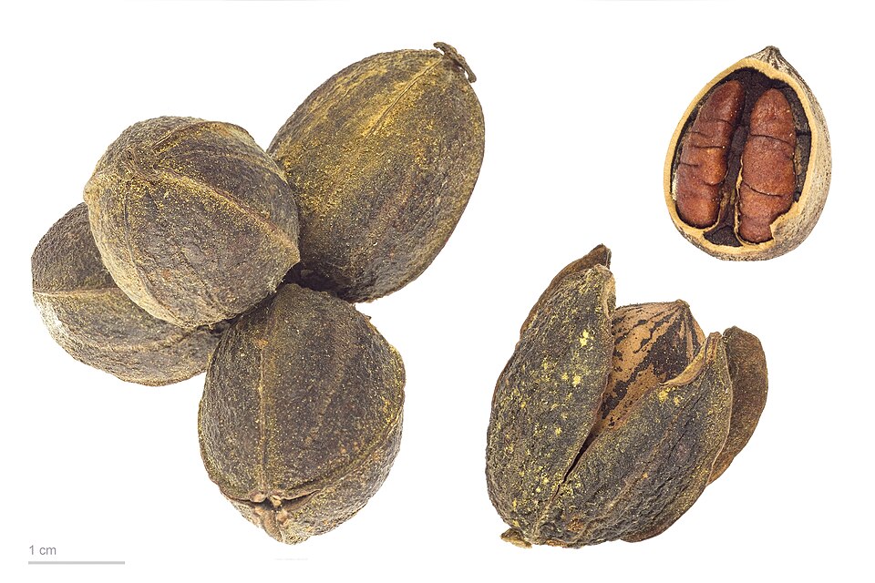 San Saba Pecan (Carya illinoinensis ‘San Saba’): Comprehensive Cultivation, Processing, and Use Guide