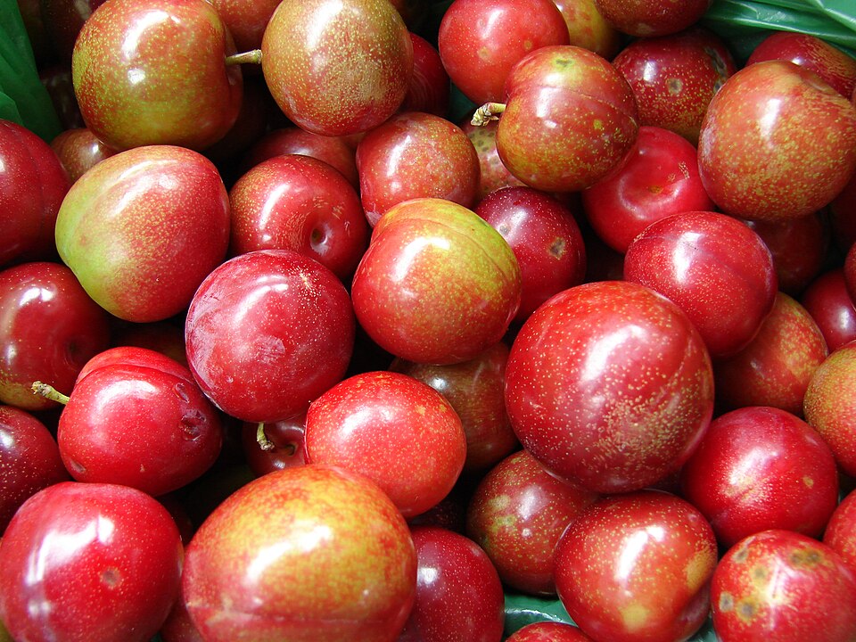 Santa Rosa Plum (Prunus salicina ‘Santa Rosa’): Cultivation & Fruit Profile Guide