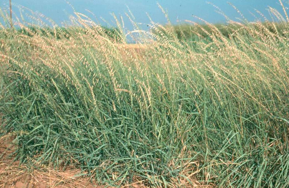 Sideoats Grama (Bouteloua curtipendula): Comprehensive Cultivation, Forage, and Soil-Restoration Guide