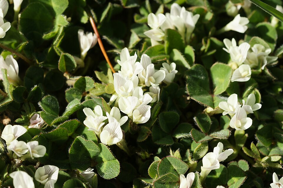 Subterranean Clover (Trifolium subterraneum): Comprehensive Cultivation, Livestock, and Soil-Regeneration Guide
