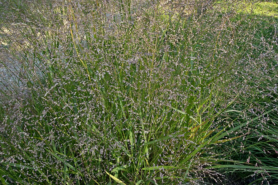 Switchgrass (Panicum virgatum): Comprehensive Cultivation, Processing, and Use Guide