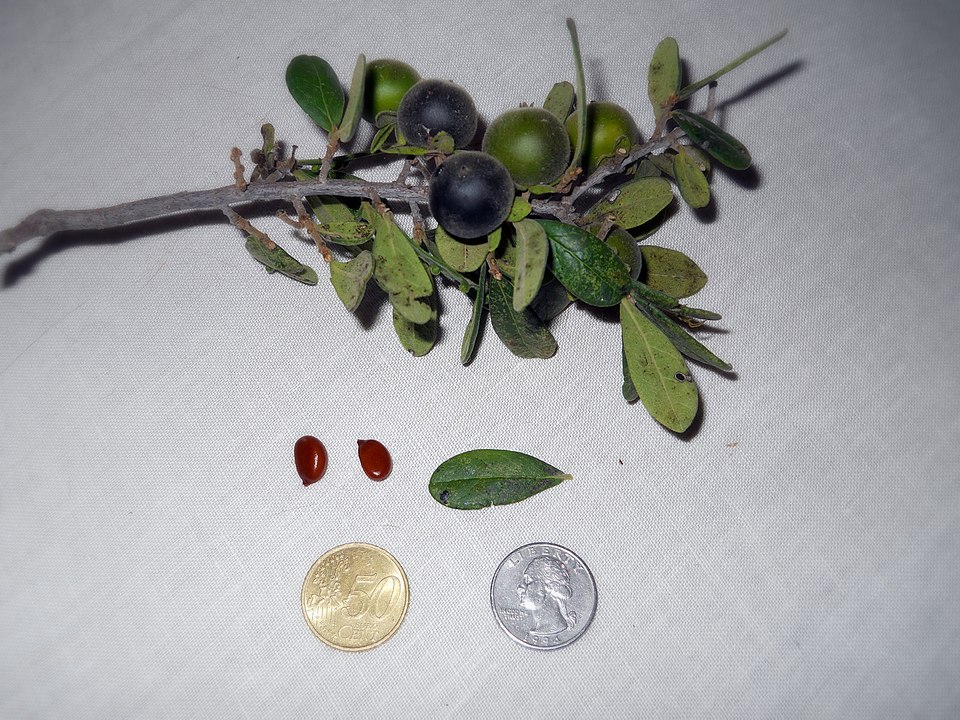 Texas Persimmon (Diospyros texana): Comprehensive Cultivation, Processing, and Use Guide