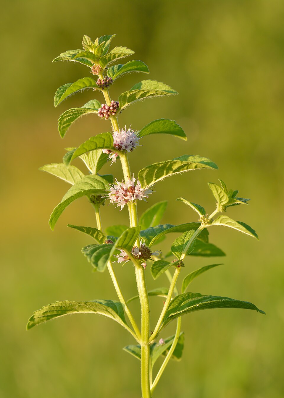 Thai Mint (Mentha cordifolia): Comprehensive Cultivation, Processing, and Use Guide