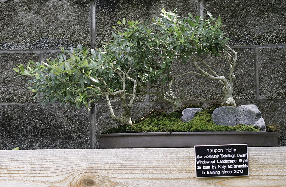 Yaupon Holly (Ilex vomitoria): Comprehensive Cultivation, Processing, and Use Guide