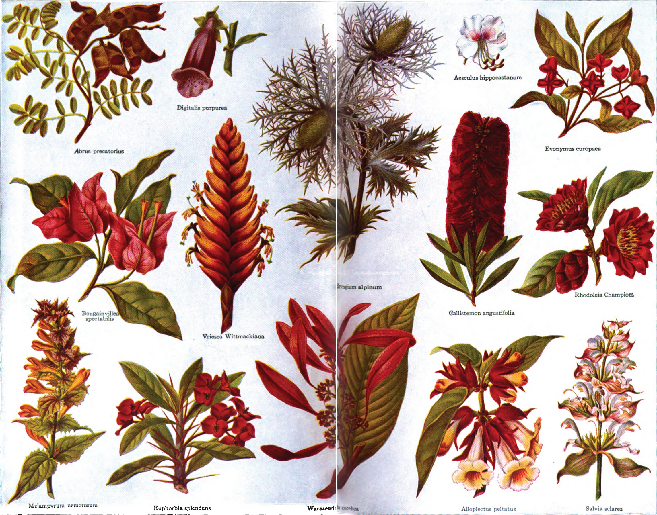 Adaptogens and botanical wellness