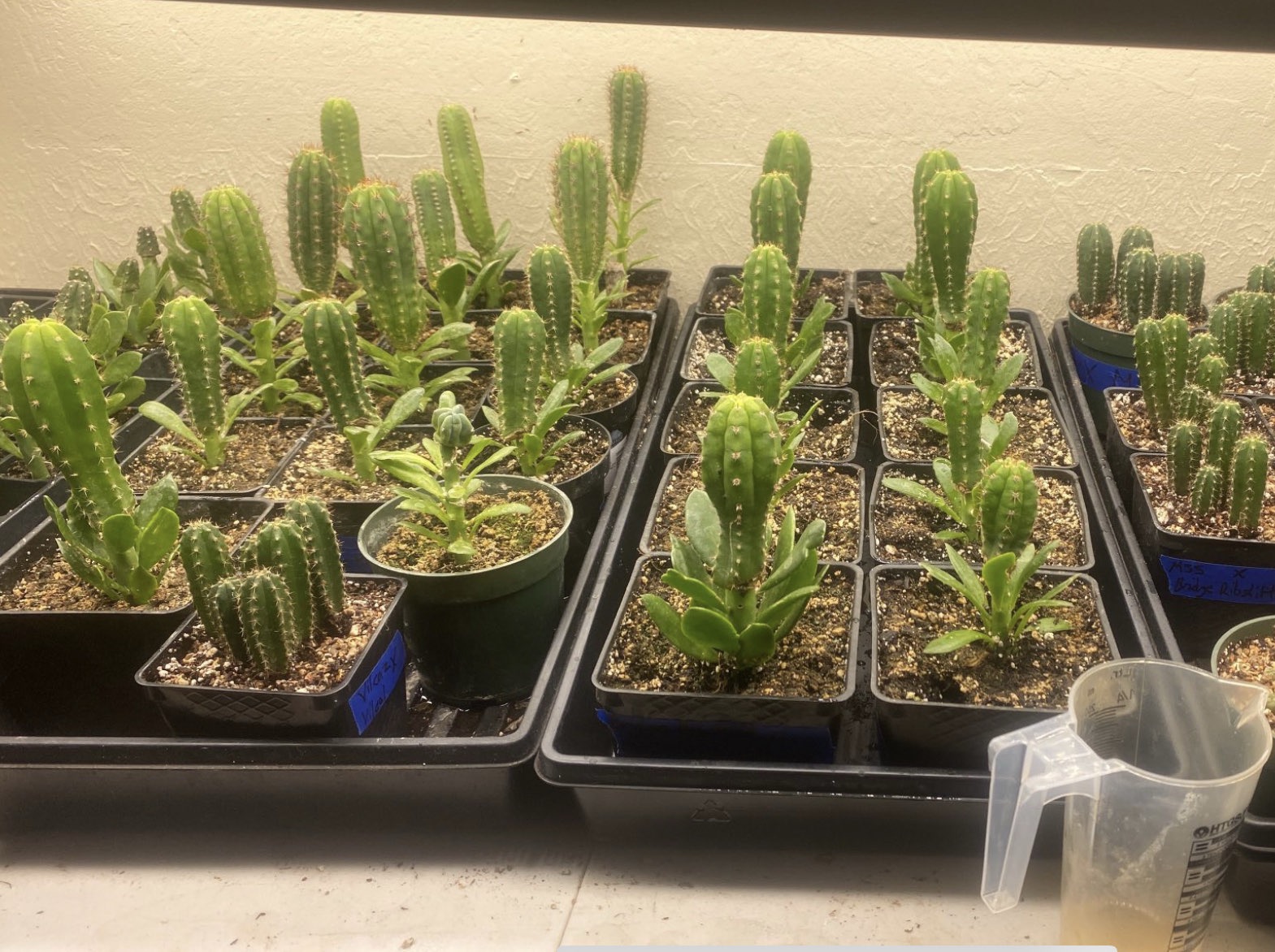 Live botanical plants