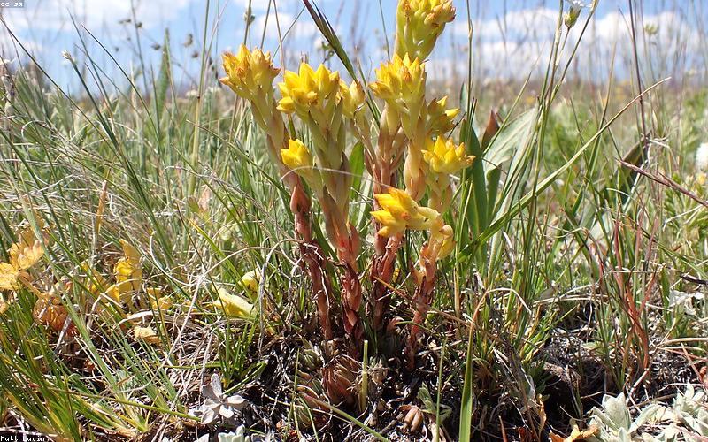 Adaptogens