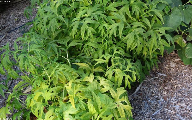 Kava (Piper methysticum)