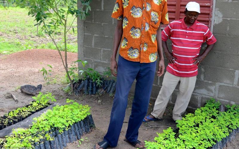 Adaptogens and botanical wellness