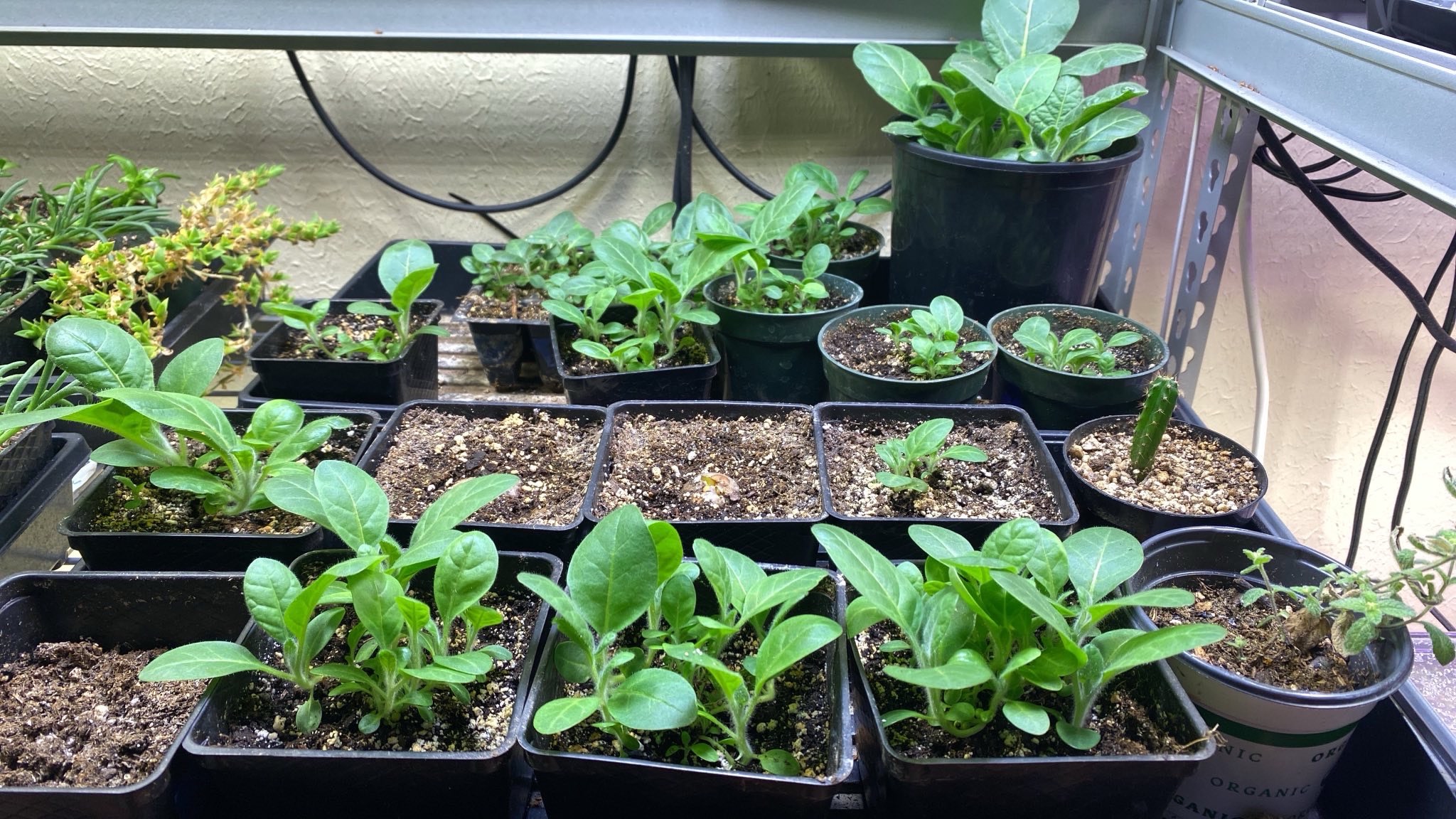 Heirloom botanical seeds